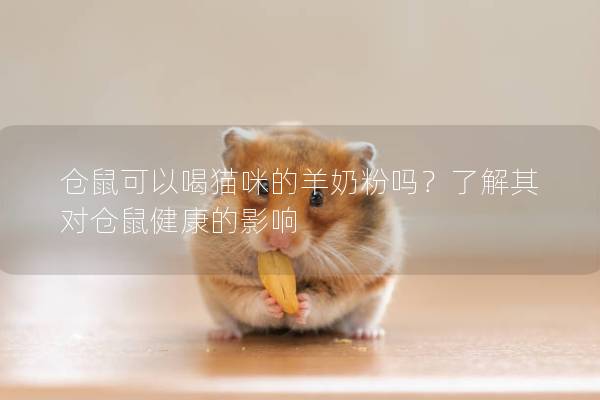 仓鼠可以喝猫咪的羊奶粉吗？了解其对仓鼠健康的影响