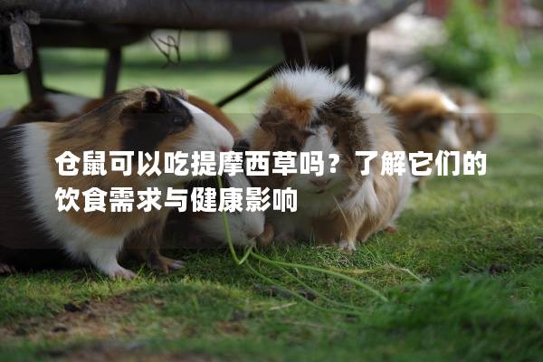 仓鼠可以吃提摩西草吗？了解它们的饮食需求与健康影响