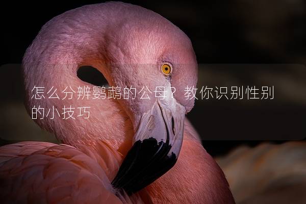 怎么分辨鹦鹉的公母？教你识别性别的小技巧