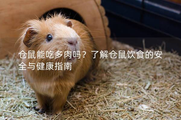 仓鼠能吃多肉吗？了解仓鼠饮食的安全与健康指南