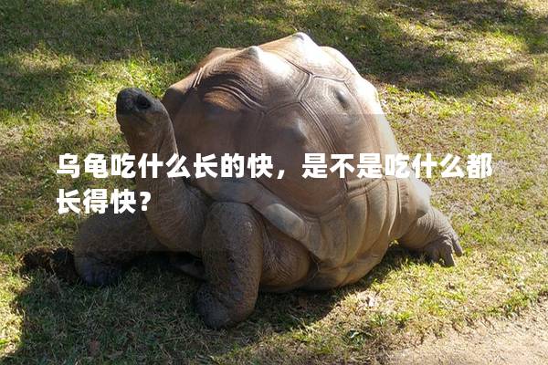 乌龟吃什么长的快，是不是吃什么都长得快？