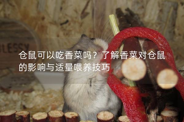 仓鼠可以吃香菜吗？了解香菜对仓鼠的影响与适量喂养技巧