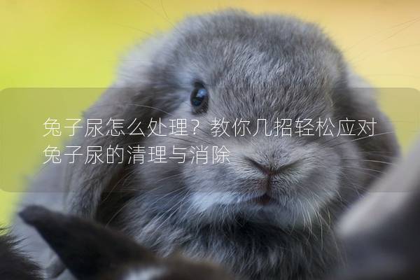 兔子尿怎么处理？教你几招轻松应对兔子尿的清理与消除