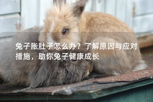 兔子胀肚子怎么办？了解原因与应对措施，助你兔子健康成长