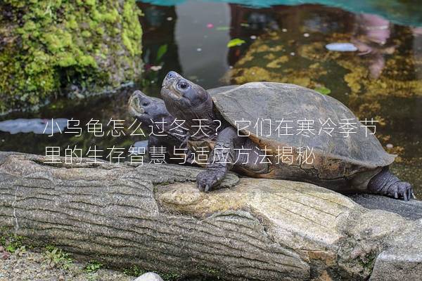 小乌龟怎么过冬天？它们在寒冷季节里的生存智慧与适应方法揭秘