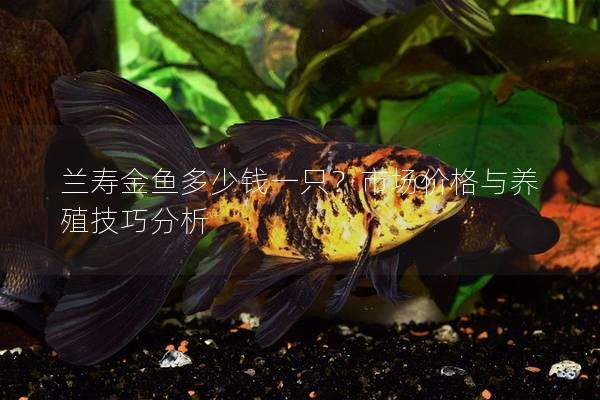 兰寿金鱼多少钱一只？市场价格与养殖技巧分析