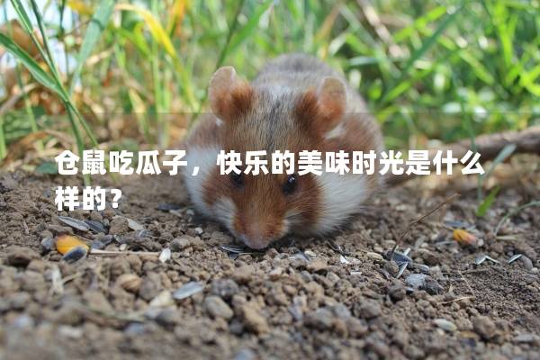 仓鼠吃瓜子，快乐的美味时光是什么样的？