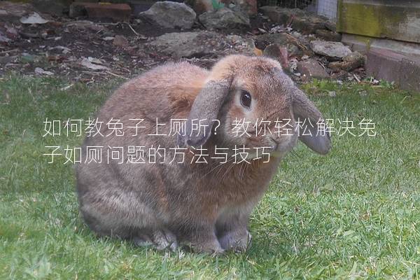如何教兔子上厕所？教你轻松解决兔子如厕问题的方法与技巧