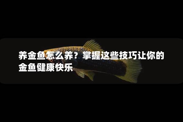 养金鱼怎么养？掌握这些技巧让你的金鱼健康快乐