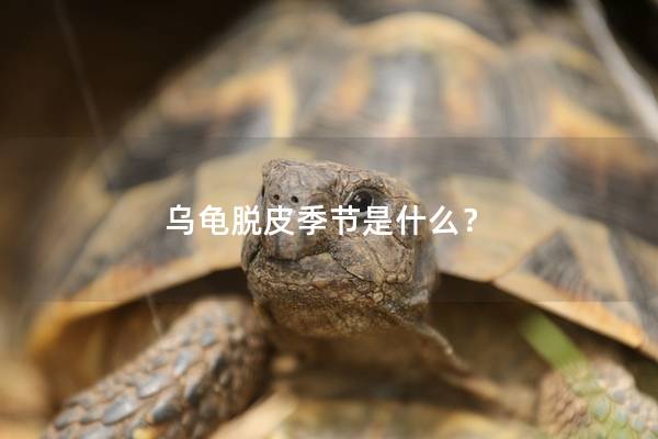 乌龟脱皮季节是什么？