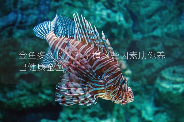 金鱼多久长大？掌握这些因素助你养出健康金鱼