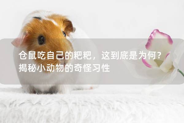 仓鼠吃自己的粑粑，这到底是为何？揭秘小动物的奇怪习性