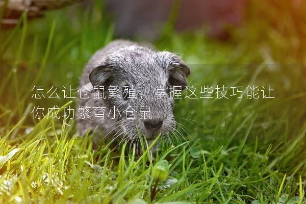 怎么让仓鼠繁殖，掌握这些技巧能让你成功繁育小仓鼠