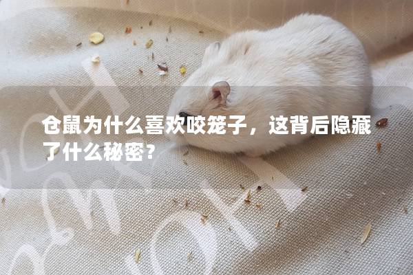 仓鼠为什么喜欢咬笼子，这背后隐藏了什么秘密？