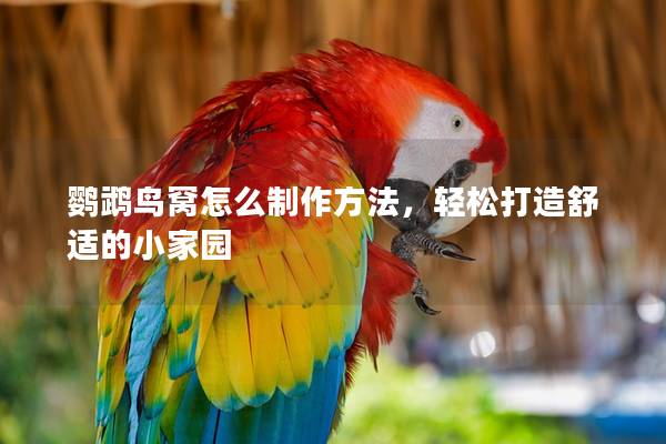 鹦鹉鸟窝怎么制作方法，轻松打造舒适的小家园