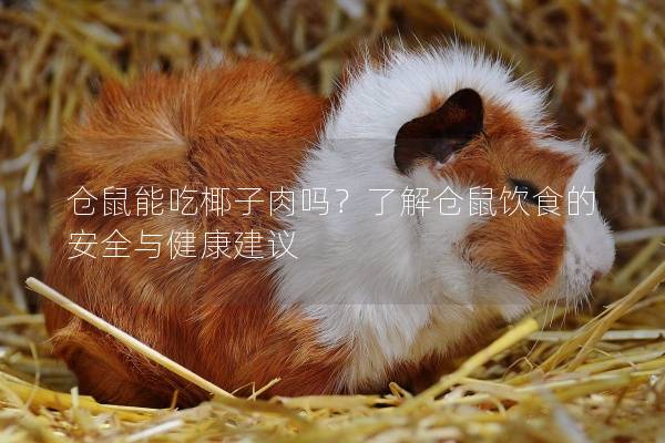 仓鼠能吃椰子肉吗？了解仓鼠饮食的安全与健康建议
