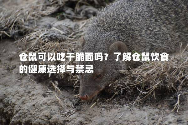 仓鼠可以吃干脆面吗？了解仓鼠饮食的健康选择与禁忌