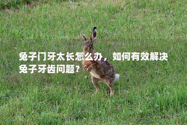 兔子门牙太长怎么办，如何有效解决兔子牙齿问题？