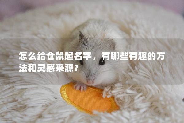 怎么给仓鼠起名字，有哪些有趣的方法和灵感来源？
