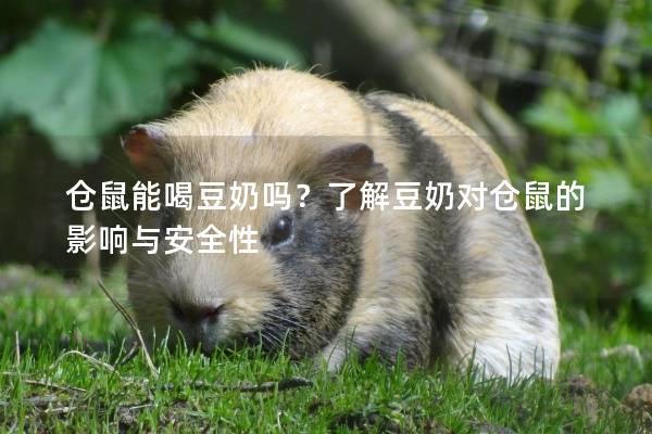 仓鼠能喝豆奶吗？了解豆奶对仓鼠的影响与安全性