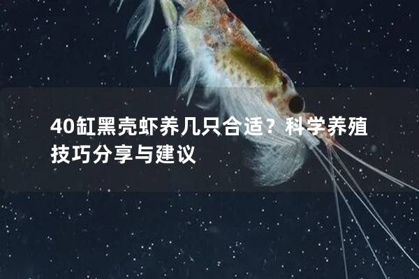 40缸黑壳虾养几只合适？科学养殖技巧分享与建议
