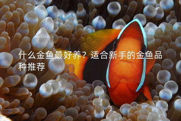 什么金鱼最好养？适合新手的金鱼品种推荐