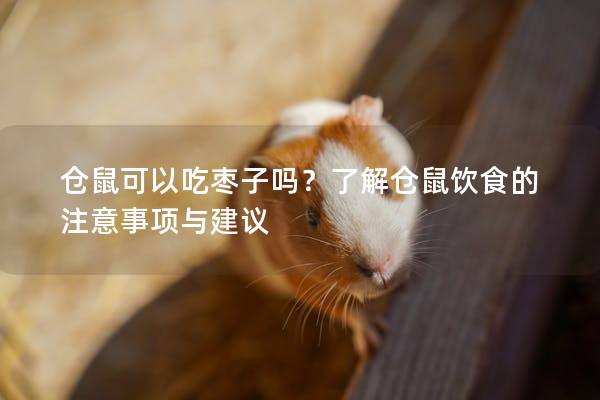 仓鼠可以吃枣子吗？了解仓鼠饮食的注意事项与建议