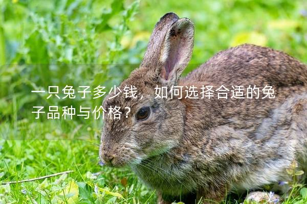 一只兔子多少钱，如何选择合适的兔子品种与价格？