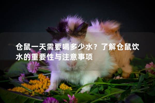 仓鼠一天需要喝多少水？了解仓鼠饮水的重要性与注意事项