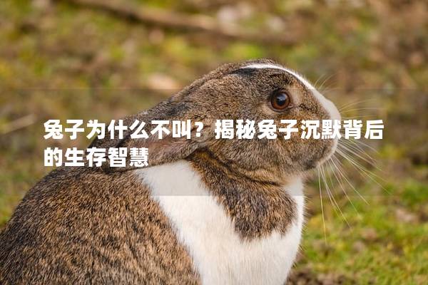 兔子为什么不叫？揭秘兔子沉默背后的生存智慧