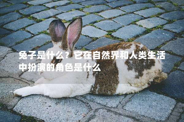 兔子是什么？它在自然界和人类生活中扮演的角色是什么