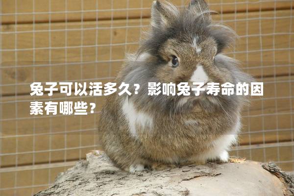 兔子可以活多久？影响兔子寿命的因素有哪些？