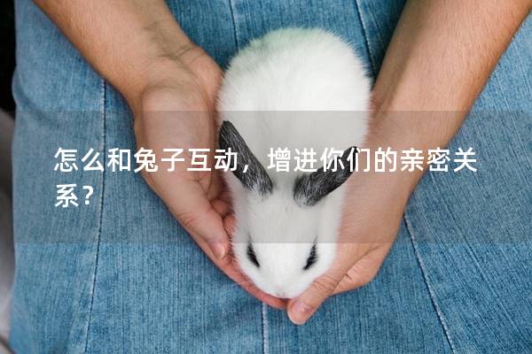 怎么和兔子互动，增进你们的亲密关系？