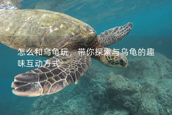 怎么和乌龟玩，带你探索与乌龟的趣味互动方式