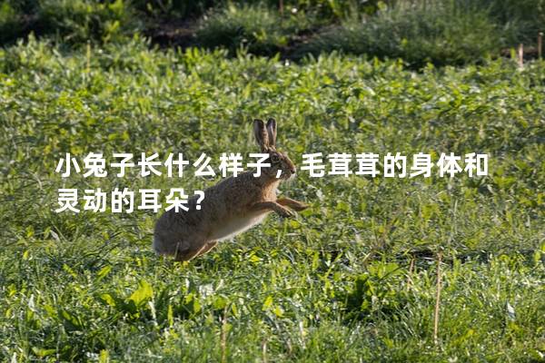 小兔子长什么样子，毛茸茸的身体和灵动的耳朵？