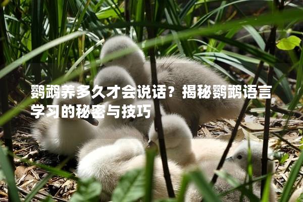 鹦鹉养多久才会说话？揭秘鹦鹉语言学习的秘密与技巧