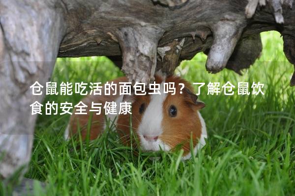 仓鼠能吃活的面包虫吗？了解仓鼠饮食的安全与健康