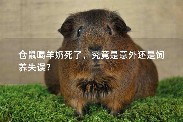 仓鼠喝羊奶死了，究竟是意外还是饲养失误？
