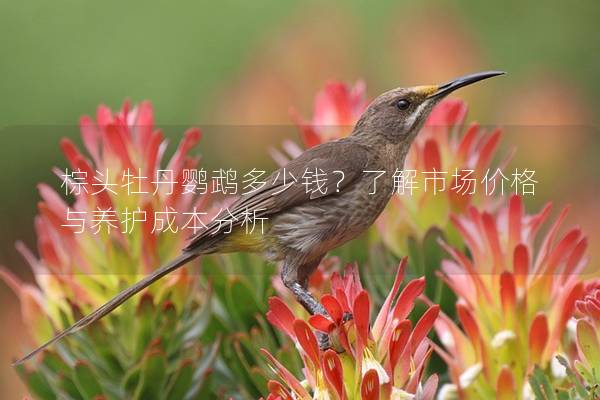 棕头牡丹鹦鹉多少钱？了解市场价格与养护成本分析