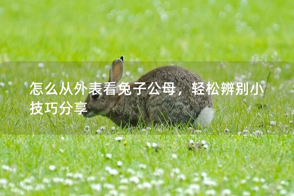 怎么从外表看兔子公母，轻松辨别小技巧分享