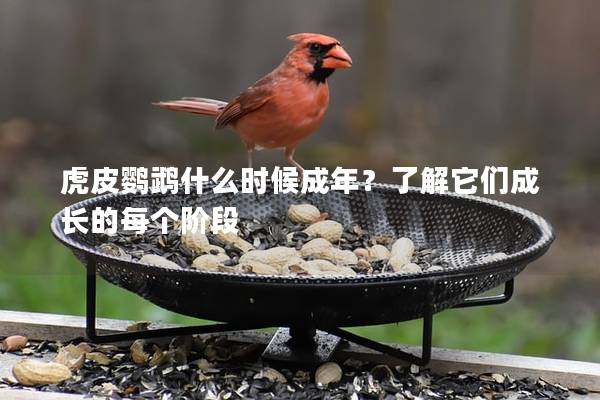 虎皮鹦鹉什么时候成年？了解它们成长的每个阶段