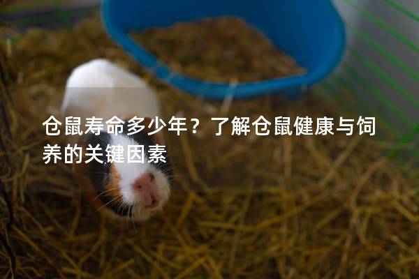 仓鼠寿命多少年？了解仓鼠健康与饲养的关键因素