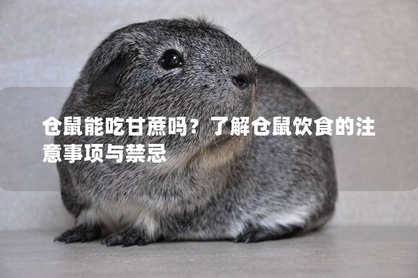 仓鼠能吃甘蔗吗？了解仓鼠饮食的注意事项与禁忌