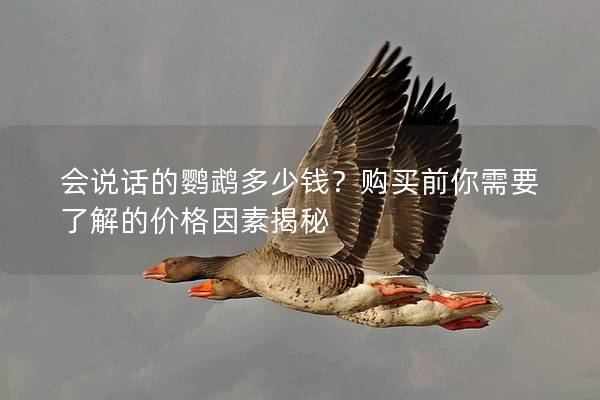 会说话的鹦鹉多少钱？购买前你需要了解的价格因素揭秘