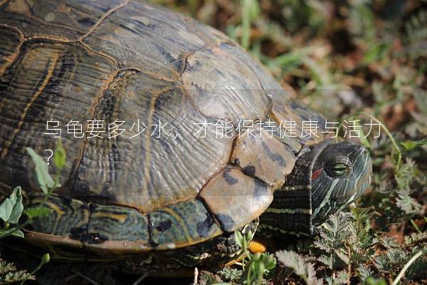 乌龟要多少水，才能保持健康与活力？