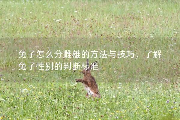 兔子怎么分雌雄的方法与技巧，了解兔子性别的判断标准
