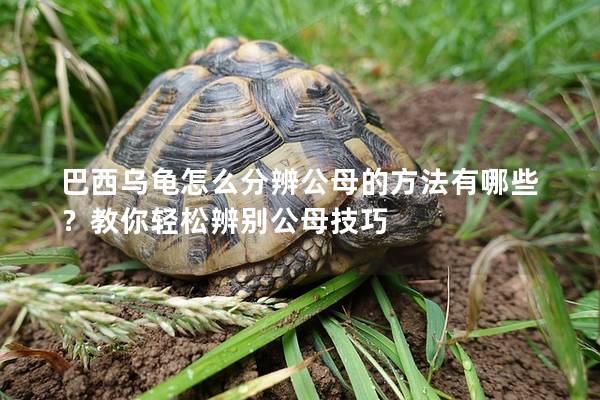 巴西乌龟怎么分辨公母的方法有哪些？教你轻松辨别公母技巧