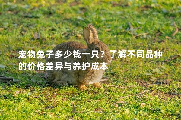 宠物兔子多少钱一只？了解不同品种的价格差异与养护成本