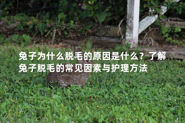 兔子为什么脱毛的原因是什么？了解兔子脱毛的常见因素与护理方法