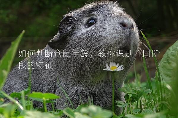 如何判断仓鼠年龄，教你识别不同阶段的特征